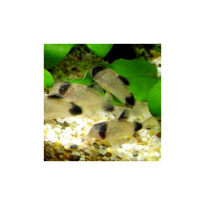 Corydoras panda